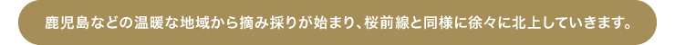 鹿児島などの温暖な地域から摘み採りが始まり、桜前線と同様に徐々に北上していきます。